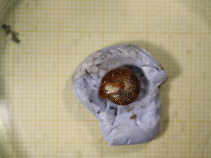  ( - IISO_1PK)  @11 [ ] CreativeCommons Attribution (2024) Dept of Invertebrate Zoology and Hydrobiology University of Lodz