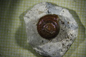  ( - IISO_2B)  @11 [ ] CreativeCommons Attribution (2024) Dept of Invertebrate Zoology and Hydrobiology University of Lodz