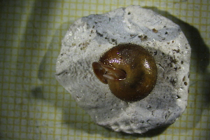  ( - IISO_3B)  @11 [ ] CreativeCommons Attribution (2024) Dept of Invertebrate Zoology and Hydrobiology University of Lodz