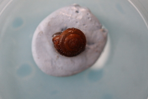  ( - ISO_K6(1))  @11 [ ] CreativeCommons Attribution (2024) Dept of Invertebrate Zoology and Hydrobiology University of Lodz