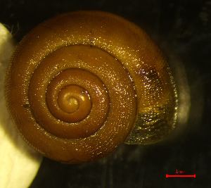  ( - MINC_KL)  @11 [ ] CCA (2024) University of Lodz Dept of Invertebrate Zoology and Hydrobiology, University of Lodz