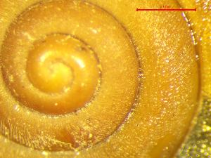  ( - MINC_KL)  @11 [ ] CCA (2024) University of Lodz Dept of Invertebrate Zoology and Hydrobiology, University of Lodz