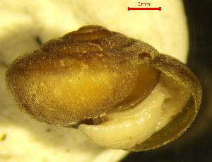  ( - MINC_KL)  @11 [ ] CCA (2024) University of Lodz Dept of Invertebrate Zoology and Hydrobiology, University of Lodz