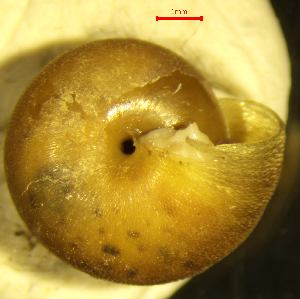  ( - MINC_KL)  @11 [ ] CCA (2024) University of Lodz Dept of Invertebrate Zoology and Hydrobiology, University of Lodz
