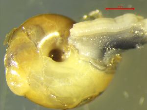  ( - OXAL_RO1)  @11 [ ] CCA (2024) University of Lodz Dept of Invertebrate Zoology and Hydrobiology, University of Lodz