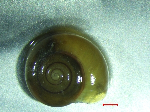  ( - OXI_TERKR)  @11 [ ] CreativeCommons - Attribution Share-Alike (2025) Unspecified University of Lodz, Department of Invertebrate Zoology and Hydrobiology