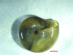  ( - OXI_TERKR)  @11 [ ] CreativeCommons - Attribution Share-Alike (2025) Unspecified University of Lodz, Department of Invertebrate Zoology and Hydrobiology