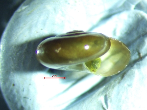  ( - OXI_TERLD1)  @11 [ ] CreativeCommons - Attribution Share-Alike (2025) Unspecified University of Lodz, Department of Invertebrate Zoology and Hydrobiology