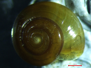  ( - OXI_TERLD2)  @11 [ ] CreativeCommons - Attribution Share-Alike (2025) Unspecified University of Lodz, Department of Invertebrate Zoology and Hydrobiology