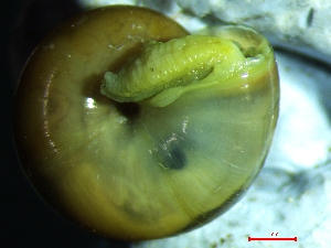  ( - OXI_TERLD2)  @11 [ ] CreativeCommons - Attribution Share-Alike (2025) Unspecified University of Lodz, Department of Invertebrate Zoology and Hydrobiology