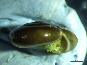  ( - OXI_TERLD3)  @11 [ ] CreativeCommons - Attribution Share-Alike (2025) Unspecified University of Lodz, Department of Invertebrate Zoology and Hydrobiology