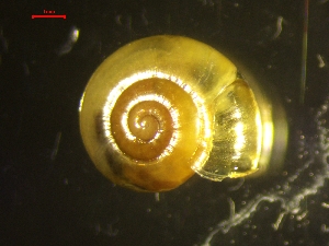  ( - OXY_GLA_2)  @11 [ ] CreativeCommons - Attribution Share-Alike (2024) Unspecified University of Lodz, Department of Invertebrate Zoology and Hydrobiology