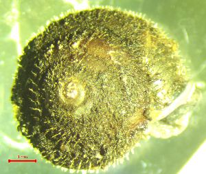  ( - PS_RU_MR1)  @11 [ ] CCA (2024) University of Lodz Dept of Invertebrate Zoology and Hydrobiology, University of Lodz