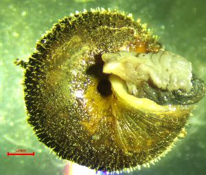 ( - PS_RU_MR1)  @11 [ ] CCA (2024) University of Lodz Dept of Invertebrate Zoology and Hydrobiology, University of Lodz