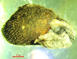  ( - PS_RU_MR1)  @11 [ ] CCA (2024) University of Lodz Dept of Invertebrate Zoology and Hydrobiology, University of Lodz