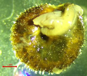  ( - PS_RU_MR2)  @11 [ ] CCA (2024) University of Lodz Dept of Invertebrate Zoology and Hydrobiology, University of Lodz