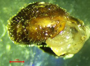  ( - PS_RU_MR2)  @11 [ ] CCA (2024) University of Lodz Dept of Invertebrate Zoology and Hydrobiology, University of Lodz