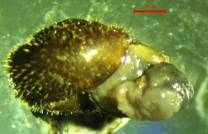  ( - PS_RU_MR3)  @11 [ ] CCA (2024) University of Lodz Dept of Invertebrate Zoology and Hydrobiology, University of Lodz