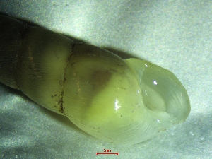  (Subulina - SUB_TERKR)  @11 [ ] CreativeCommons - Attribution Share-Alike (2025) Unspecified University of Lodz, Department of Invertebrate Zoology and Hydrobiology