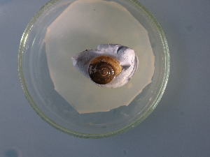  ( - UUMB_PP06(2))  @11 [ ] CreativeCommons Attribution (2024) Dept of Invertebrate Zoology and Hydrobiology University of Lodz