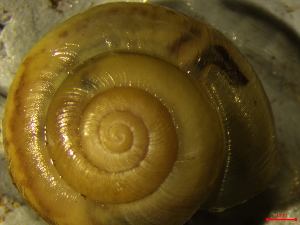  ( - UUMB_TA)  @11 [ ] CCA (2024) University of Lodz Dept of Invertebrate Zoology and Hydrobiology, University of Lodz