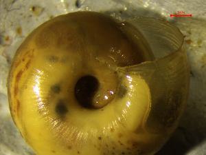  ( - UUMB_TA)  @11 [ ] CCA (2024) University of Lodz Dept of Invertebrate Zoology and Hydrobiology, University of Lodz
