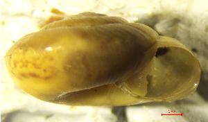  ( - UUMB_TA)  @11 [ ] CCA (2024) University of Lodz Dept of Invertebrate Zoology and Hydrobiology, University of Lodz