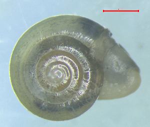  ( - VICR_WB1)  @11 [ ] CCA (2024) University of Lodz Dept of Invertebrate Zoology and Hydrobiology, University of Lodz