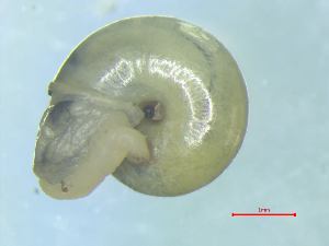  ( - VICR_WB1)  @11 [ ] CCA (2024) University of Lodz Dept of Invertebrate Zoology and Hydrobiology, University of Lodz