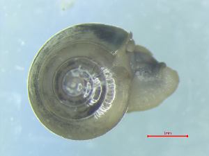  ( - VICR_WB2)  @11 [ ] CCA (2024) University of Lodz Dept of Invertebrate Zoology and Hydrobiology, University of Lodz