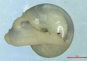  (Vitrea crystallina - VICR_WB2)  @11 [ ] CCA (2024) University of Lodz Dept of Invertebrate Zoology and Hydrobiology, University of Lodz