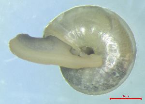  ( - VICR_WB3)  @11 [ ] CCA (2024) University of Lodz Dept of Invertebrate Zoology and Hydrobiology, University of Lodz