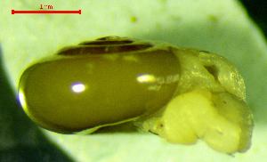  ( - VI_C_MR3)  @11 [ ] CCA (2024) University of Lodz Dept of Invertebrate Zoology and Hydrobiology, University of Lodz