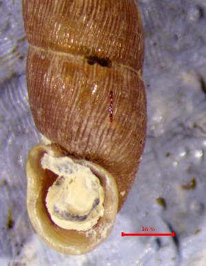  (Vestia ranojevici - VRA1)  @11 [ ] CCA (2024) University of Lodz Dept of Invertebrate Zoology and Hydrobiology, University of Lodz