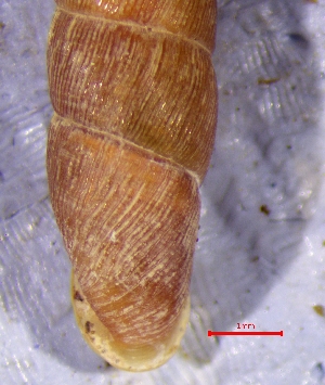  ( - VRA1)  @11 [ ] CCA (2024) University of Lodz Dept of Invertebrate Zoology and Hydrobiology, University of Lodz