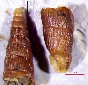  ( - CLA_2P)  @11 [ ] CCA (2024) University of Lodz Dept of Invertebrate Zoology and Hydrobiology, University of Lodz