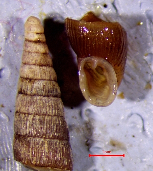  ( - CLA_4P)  @11 [ ] CCA (2024) University of Lodz Dept of Invertebrate Zoology and Hydrobiology, University of Lodz