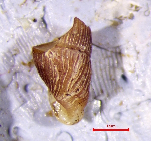  ( - CLA_4P)  @11 [ ] CCA (2024) University of Lodz Dept of Invertebrate Zoology and Hydrobiology, University of Lodz