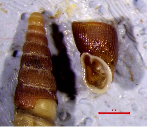  ( - CLA_7P)  @11 [ ] CCA (2024) University of Lodz Dept of Invertebrate Zoology and Hydrobiology, University of Lodz