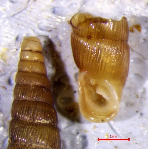  (Paracochlodina - CORT_5T)  @11 [ ] CCA (2024) University of Lodz Dept of Invertebrate Zoology and Hydrobiology, University of Lodz
