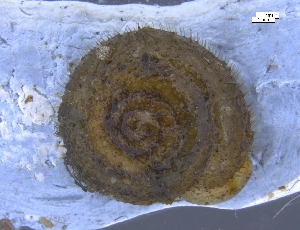  ( - ISOG_2)  @11 [ ] CreativeCommons - Attribution Share-Alike (2024) Unspecified University of Lodz, Department of Invertebrate Zoology and Hydrobiology