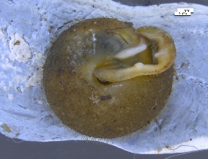  ( - ISOG_2)  @11 [ ] CreativeCommons - Attribution Share-Alike (2024) Unspecified University of Lodz, Department of Invertebrate Zoology and Hydrobiology