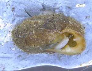  ( - ISOG_2)  @11 [ ] CreativeCommons - Attribution Share-Alike (2024) Unspecified University of Lodz, Department of Invertebrate Zoology and Hydrobiology