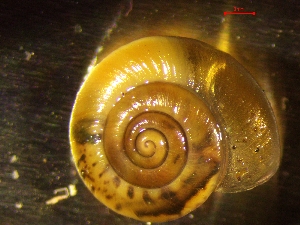  ( - PER_UM_1)  @11 [ ] CreativeCommons - Attribution Share-Alike (2024) Unspecified University of Lodz, Department of Invertebrate Zoology and Hydrobiology