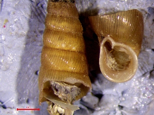  ( - VEL5)  @11 [ ] CCA (2024) University of Lodz Dept of Invertebrate Zoology and Hydrobiology, University of Lodz