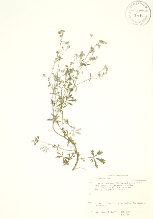  (Potentilla argentea - PHK 002)  @11 [ ] Copyright (2009) Steven Newmaster University of Guelph BIO Herbarium
