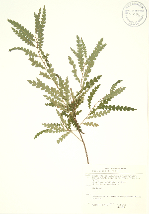  (Myricaceae - PHK 001)  @11 [ ] Copyright (2009) Steven Newmaster University of Guelph BIO Herbarium