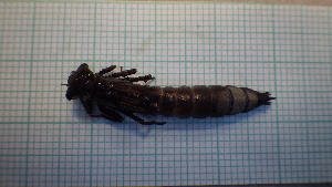  ( - ODOPL_230)  @11 [ ] CreativeCommons - Attribution Non-Commercial No Derivatives (2020) Sylwia Wozniak University of Lodz, Faculty of Biology and Environmental Protection