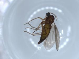  ( - BIOUG54363-G12)  @12 [ ] CreativeCommons - Attribution (2020) Centre for Biodiversity Genomics Centre for Biodiversity Genomics