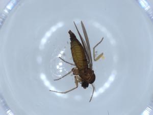  ( - BIOUG54365-D04)  @12 [ ] CreativeCommons - Attribution (2020) Centre for Biodiversity Genomics Centre for Biodiversity Genomics